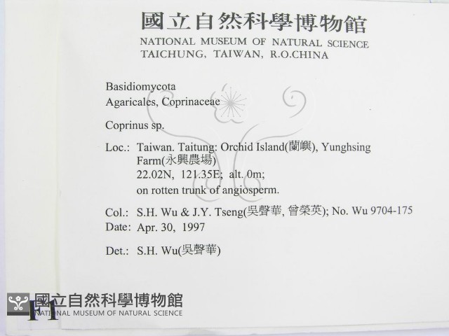 鬼傘屬藏品圖，第2張