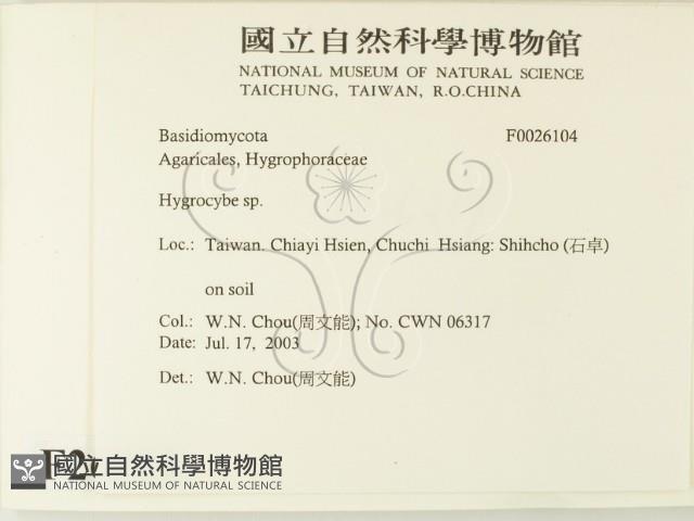 濕傘屬藏品圖，第2張