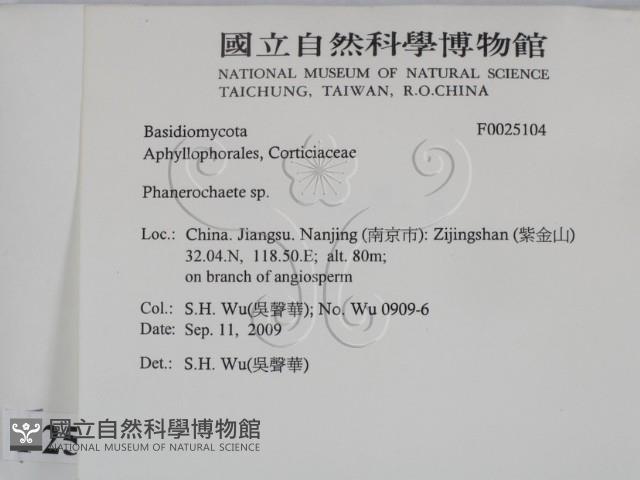 顯絲菌屬藏品圖，第2張