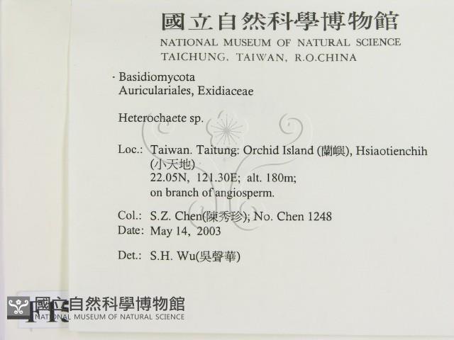 刺皮菌屬藏品圖，第2張