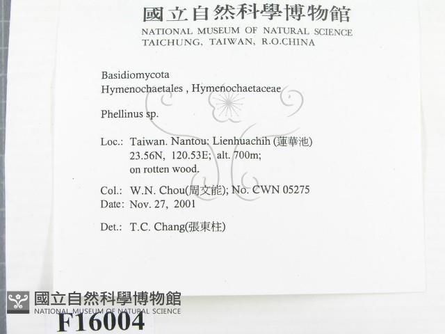 木層孔菌屬藏品圖，第2張