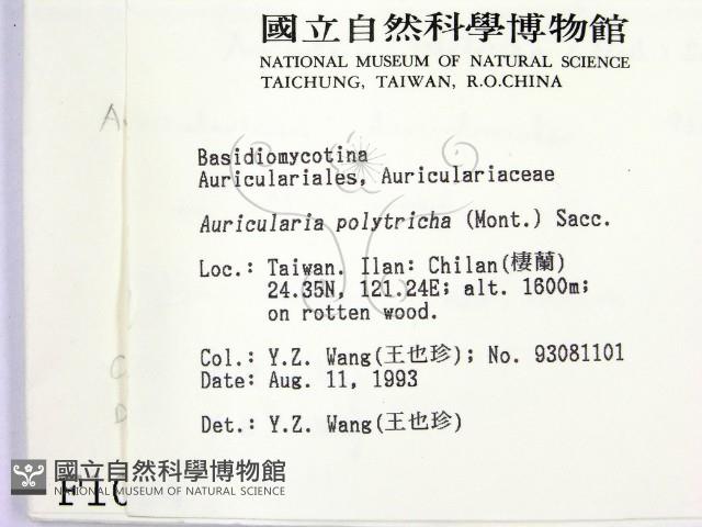 毛木耳藏品圖，第2張