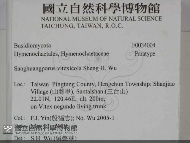 黃荊桑黃藏品圖，第2張