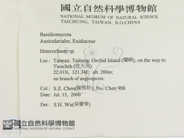 刺皮菌屬藏品圖，第2張