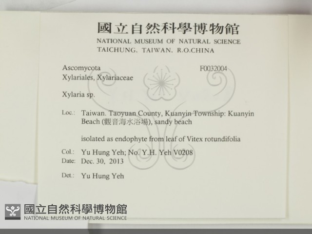 炭角菌屬藏品圖，第2張