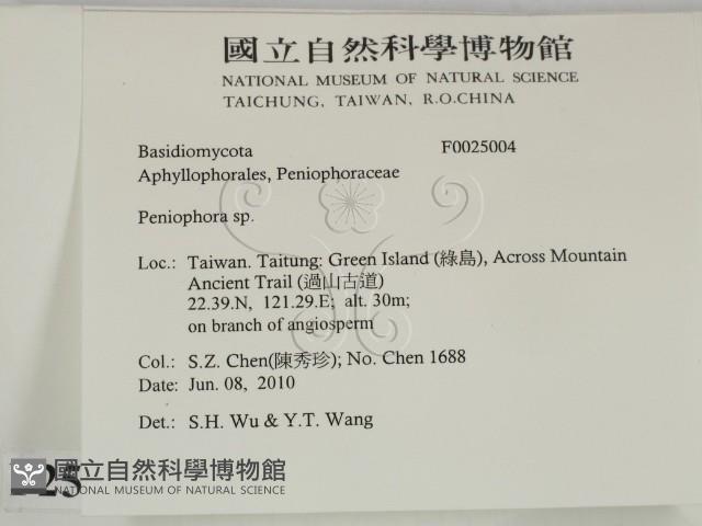筍殼菌屬藏品圖，第2張