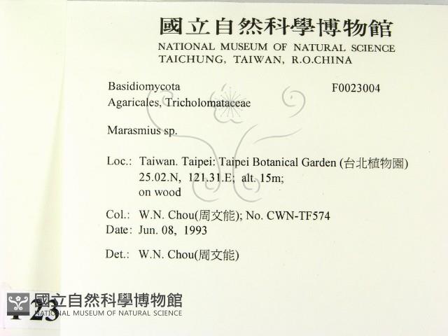小皮傘屬藏品圖，第2張