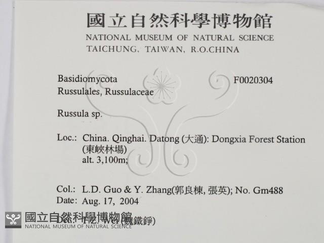 紅菇屬藏品圖，第2張