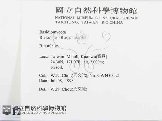 紅菇屬藏品圖，第2張