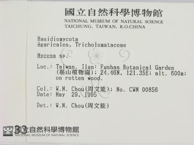 小菇屬藏品圖，第2張