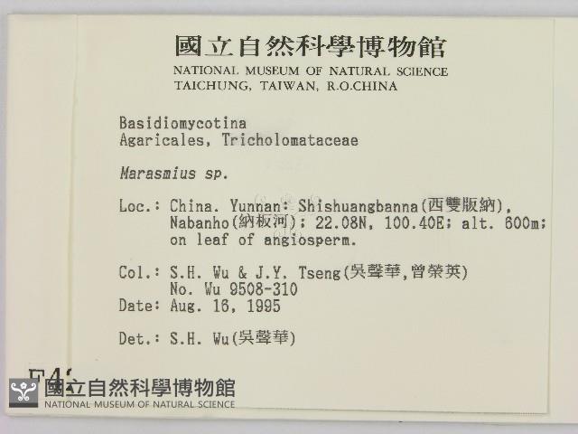 小皮傘屬藏品圖，第2張