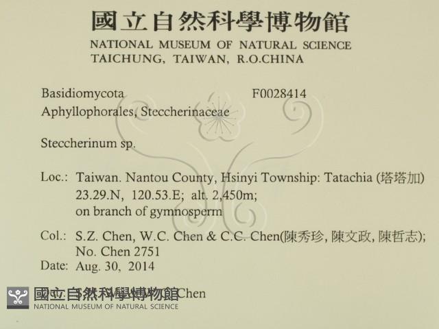 齒耳菌屬藏品圖，第2張
