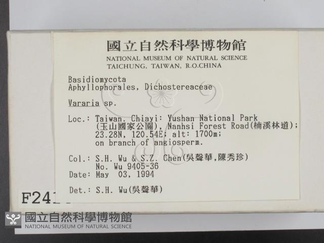 叉絲革菌屬藏品圖，第2張