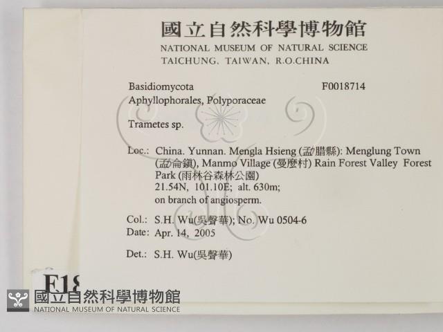栓菌屬藏品圖，第2張