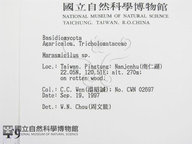 微皮傘屬藏品圖，第2張