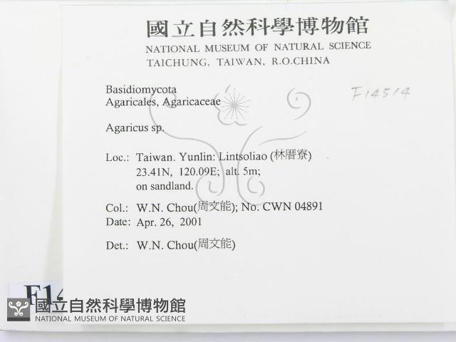 傘菌屬藏品圖，第2張