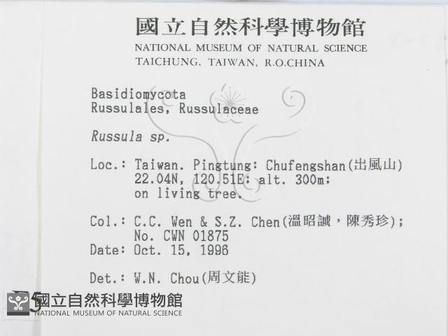 紅菇屬藏品圖，第2張