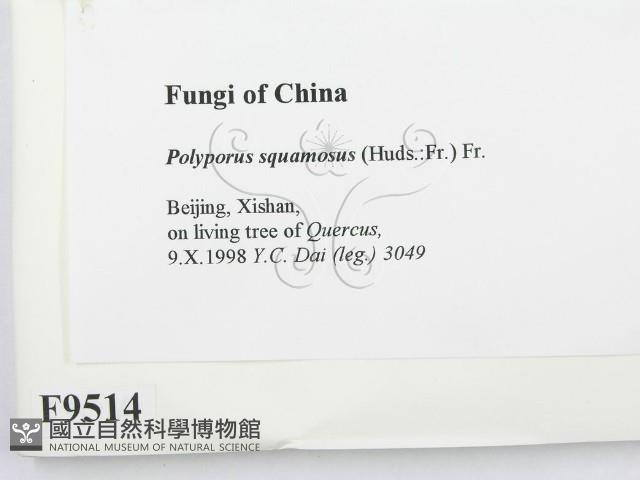 寬鱗多孔菌藏品圖，第2張