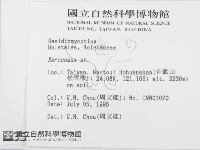 絨蓋牛肝菌屬藏品圖，第2張