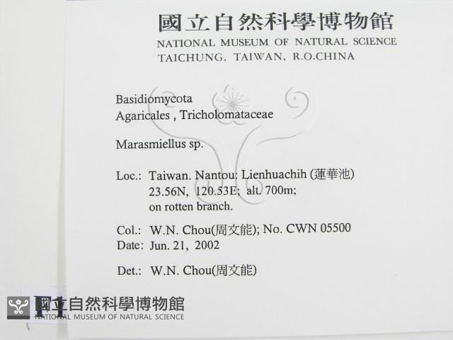 微皮傘屬藏品圖，第2張