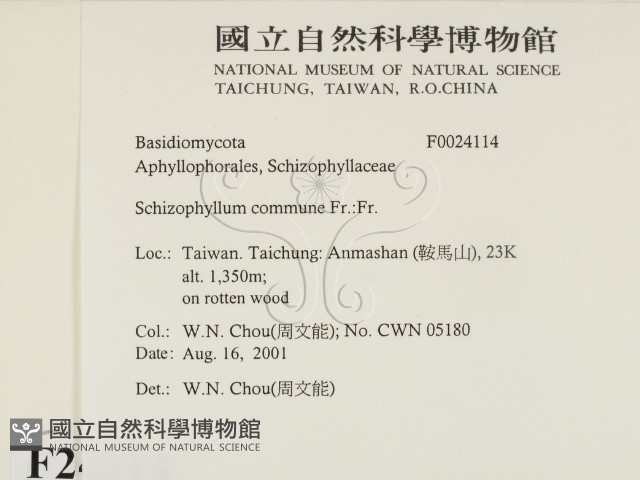 裂褶菌藏品圖，第2張