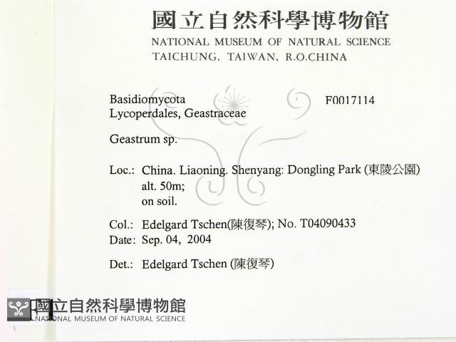 地星屬藏品圖，第2張
