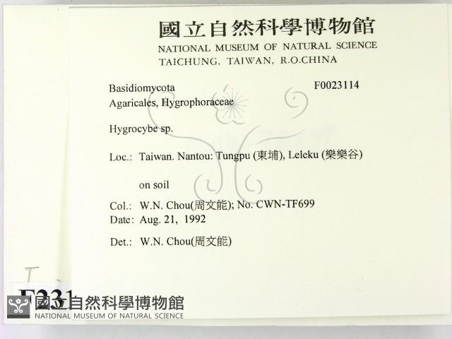 濕傘屬藏品圖，第2張