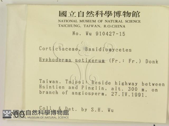 剛毛絲皮菌藏品圖，第2張