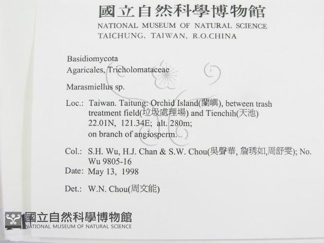 微皮傘屬藏品圖，第2張