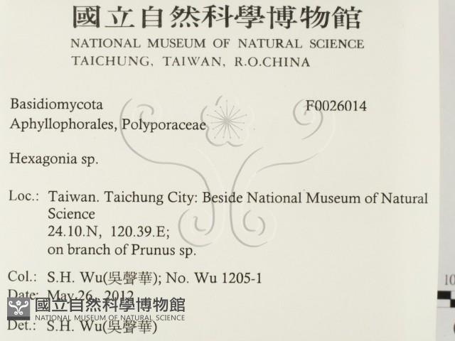 蜂窩菌屬藏品圖，第2張