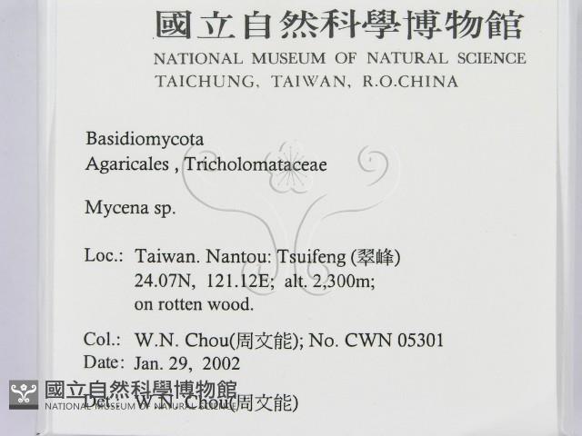 小菇屬藏品圖，第2張