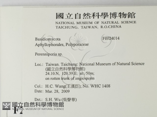 多年臥孔菌屬藏品圖，第2張