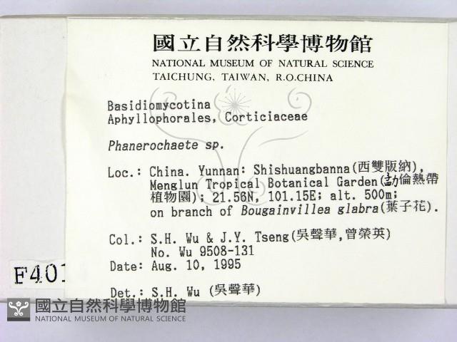 顯絲菌屬藏品圖，第2張