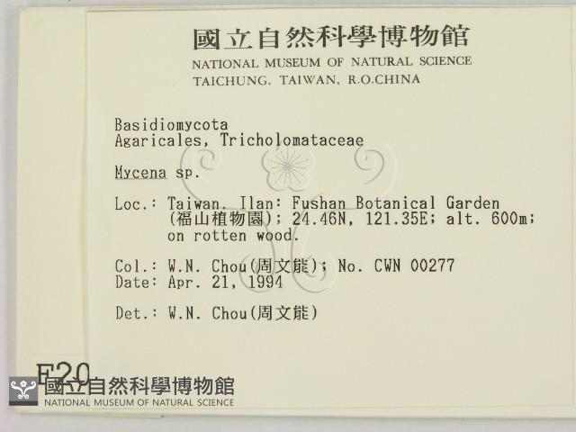 小菇屬藏品圖，第2張