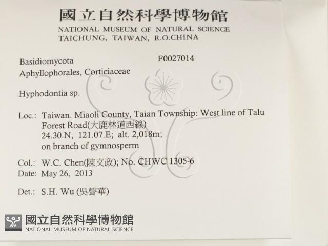 絲齒菌屬藏品圖，第2張