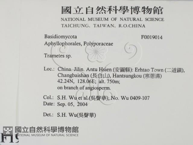 栓菌屬藏品圖，第2張