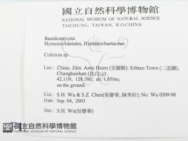 集毛菌屬藏品圖，第2張