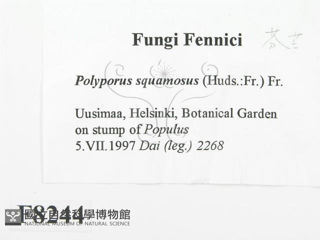 寬鱗多孔菌藏品圖，第2張