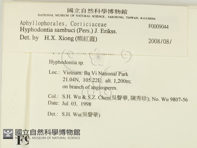 冇骨消絲齒菌藏品圖，第2張
