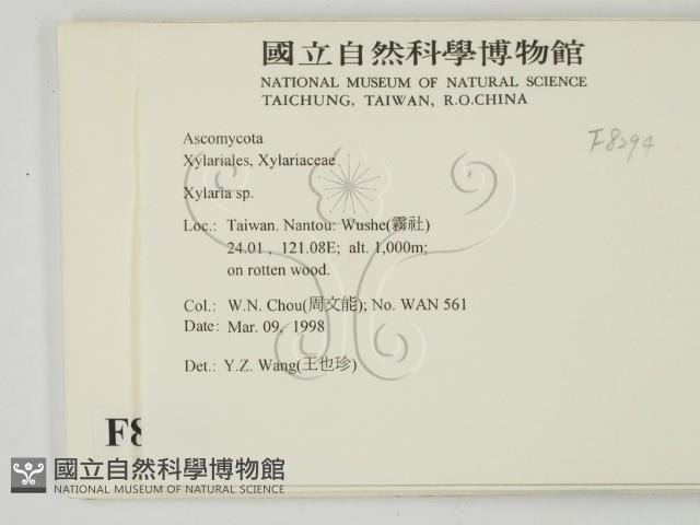 炭角菌屬藏品圖，第2張