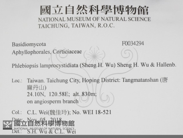 燈籠囊擬射脈菌藏品圖，第2張