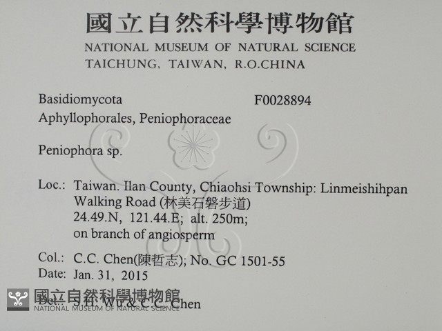 筍殼菌屬藏品圖，第2張