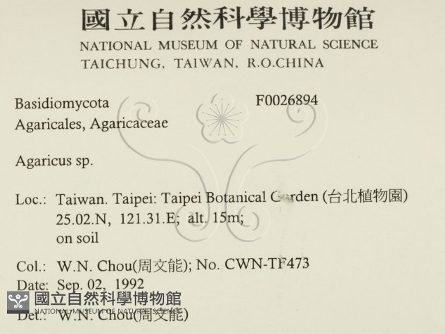 傘菌屬藏品圖，第2張