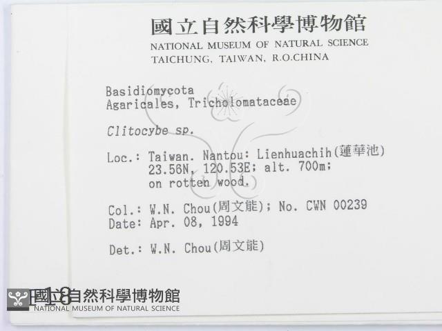 杯傘屬藏品圖，第2張