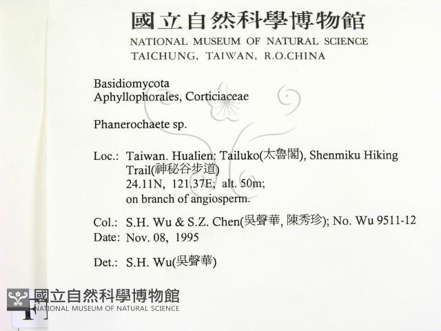 顯絲菌屬藏品圖，第2張