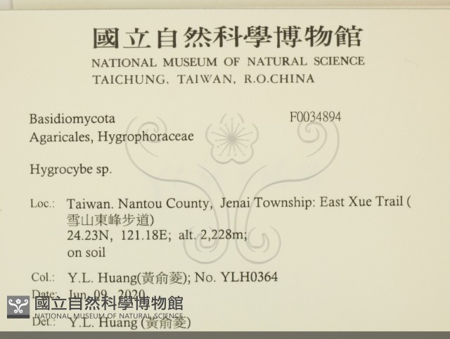 濕傘屬藏品圖，第2張