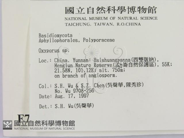 銳孔菌屬藏品圖，第2張