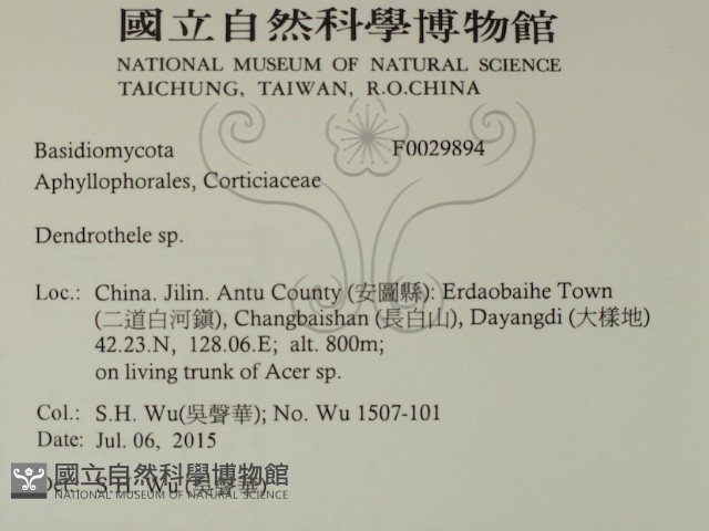 樹狀皮革菌屬藏品圖，第2張