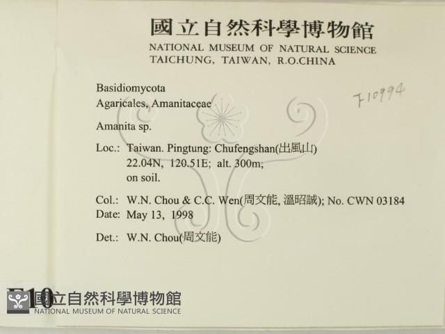 鵝膏屬藏品圖，第2張