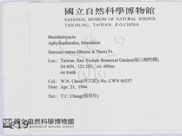 蠔韌革菌藏品圖，第2張